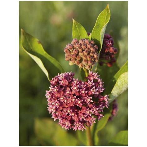 milkweed fragrance farm.